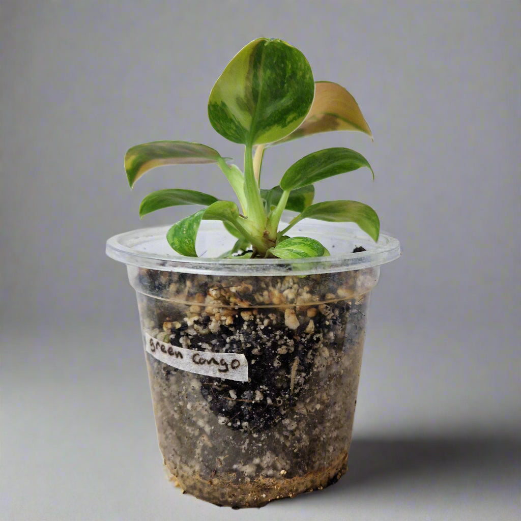 Philodendron Green Congo Hybrid Variegated - Plant A