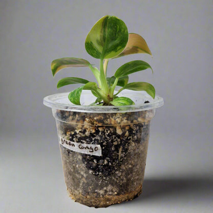 Philodendron Green Congo Hybrid Variegated - Plant A