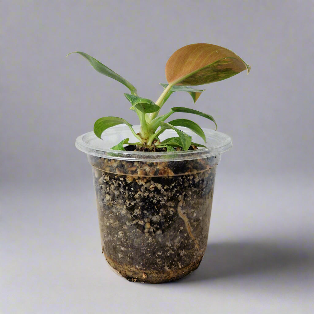 Philodendron Green Congo Hybrid Variegated - Plant A