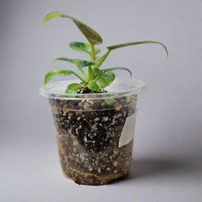Philodendron Green Congo Hybrid Variegated - Plant A