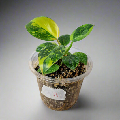 Philodendron Green Congo Hybrid Variegated - Plant A