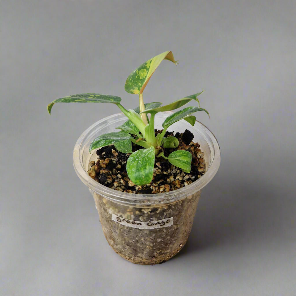 Philodendron Green Congo Hybrid Variegated - Plant A