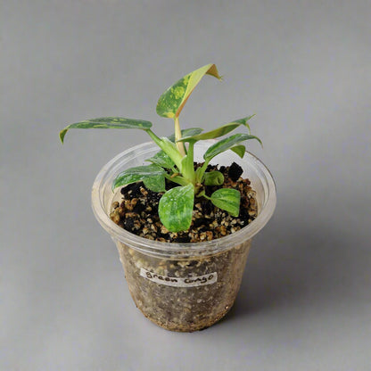 Philodendron Green Congo Hybrid Variegated - Plant A