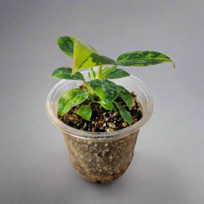 Philodendron Green Congo Hybrid Variegated - Plant A