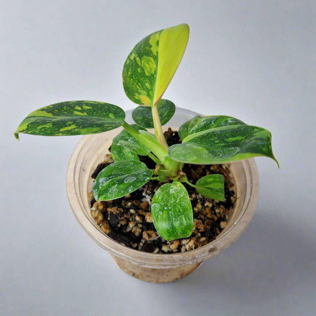 Philodendron Green Congo Hybrid Variegated - Plant A