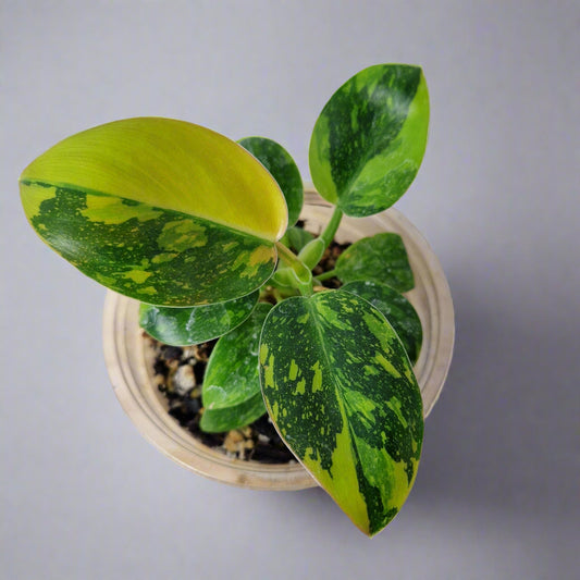 Philodendron Green Congo Hybrid Variegated - Plant A