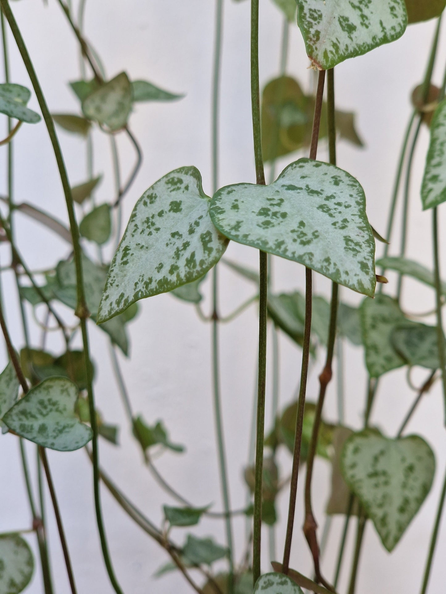 String of Hearts/Arrows 10cm Cutting | Ceropegia Linearis | Iris | Remy | Variegated | Trailing Plant