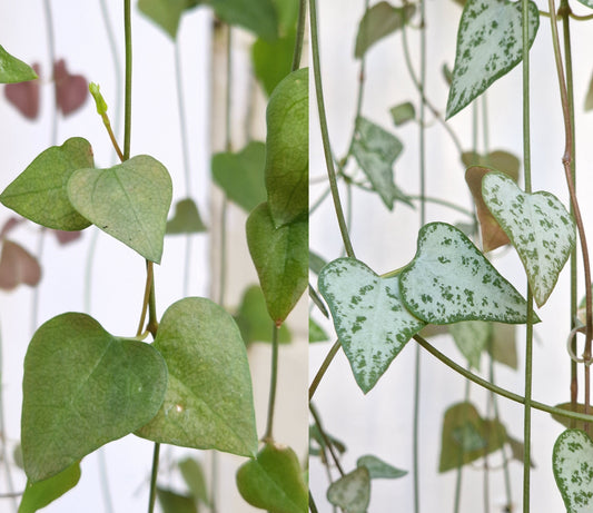 String of Hearts/Arrows 10cm Cutting | Ceropegia Linearis | Iris | Remy | Variegated | Trailing Plant