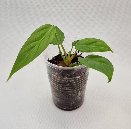 Philodendron Fuzzy Petiole Baby Plants | A Rare Find | Limited Quantity