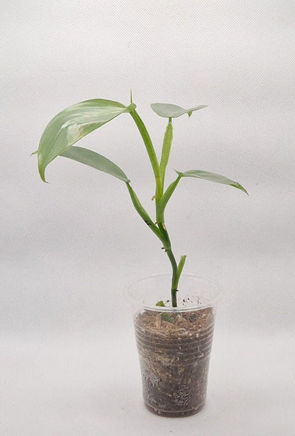 Philodendron Hastatum 'Silver Sword' Baby Plant | Perfect Houseplant