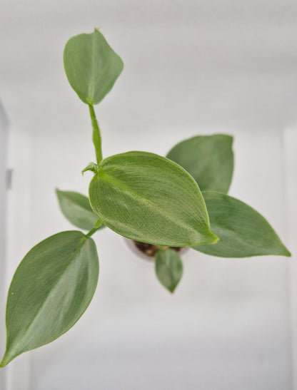 Philodendron Hastatum 'Silver Sword' Baby Plant | Perfect Houseplant