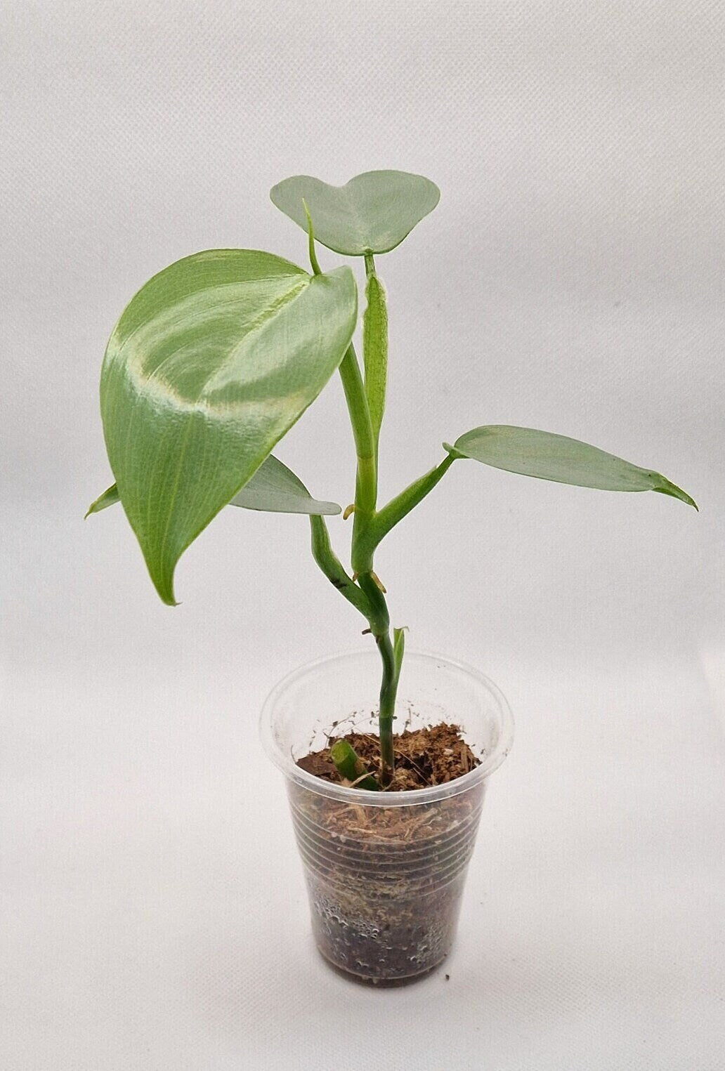 Philodendron Hastatum 'Silver Sword' Baby Plant | Perfect Houseplant