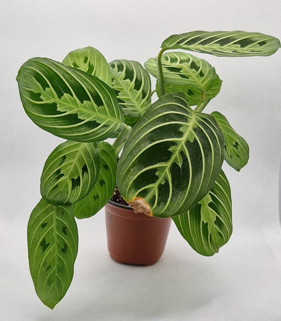 Maranta Lemon Lime Prayer Plant