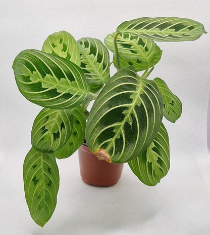 Maranta Lemon Lime Prayer Plant