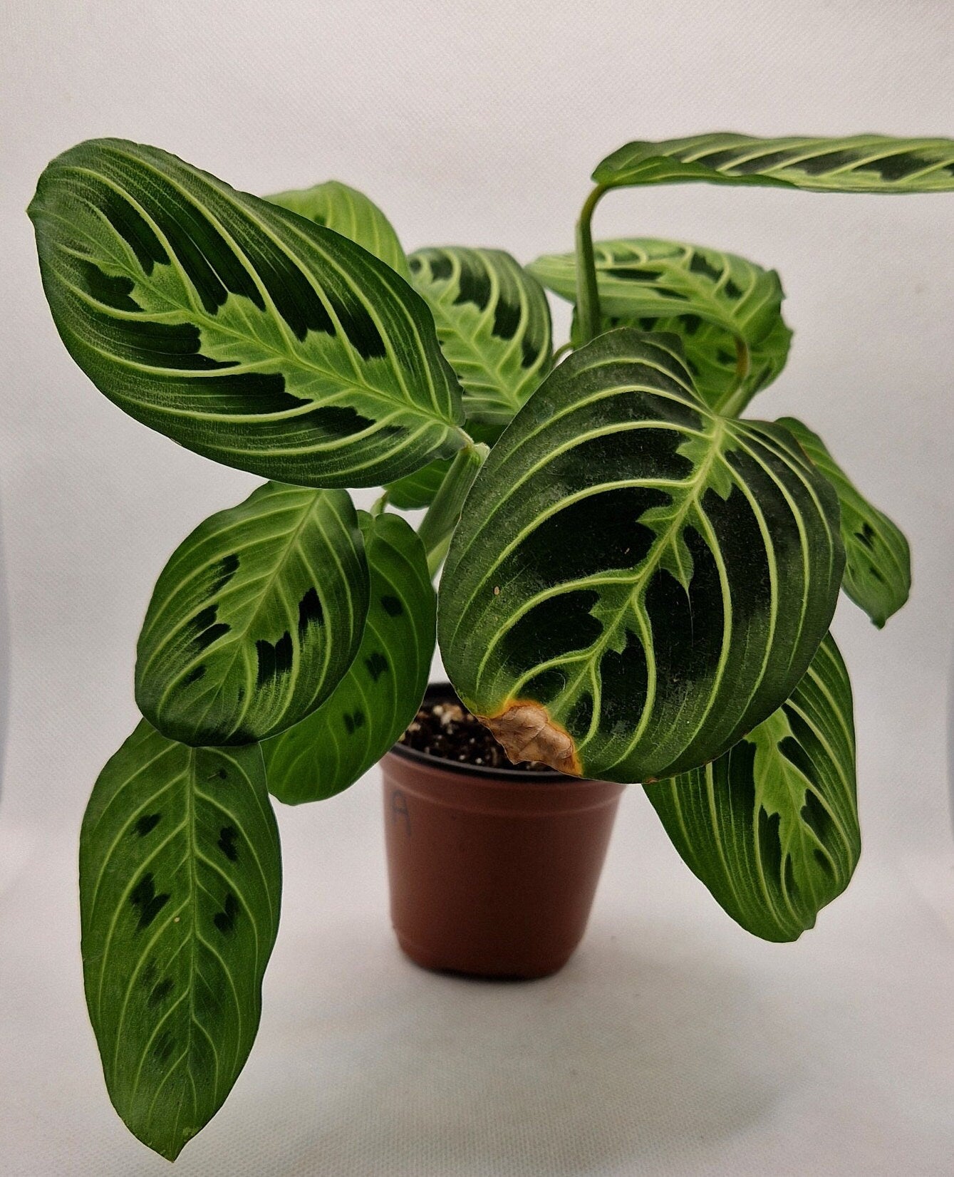 Maranta Lemon Lime Prayer Plant