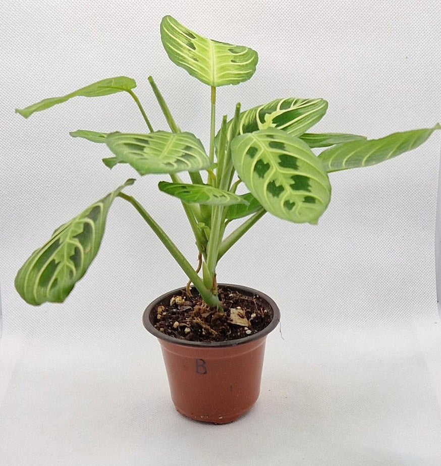 Maranta Lemon Lime Prayer Plant