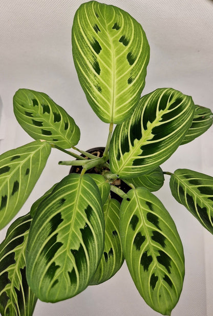 Maranta Lemon Lime Prayer Plant