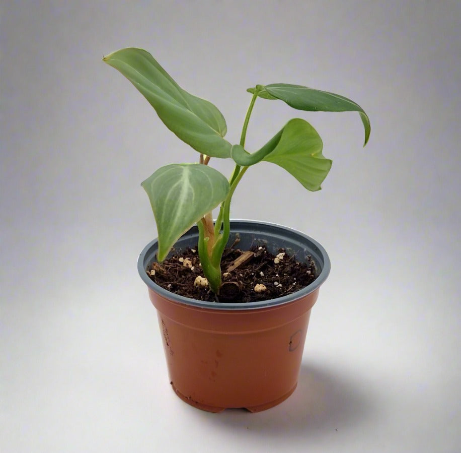 Philodendron Gloriosum Baby Plant | Rare Plant | Easy Care