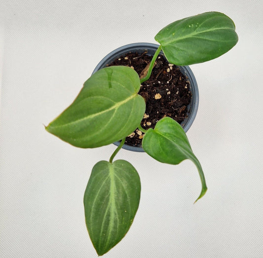 Philodendron Gloriosum Baby Plant | Rare Plant | Easy Care