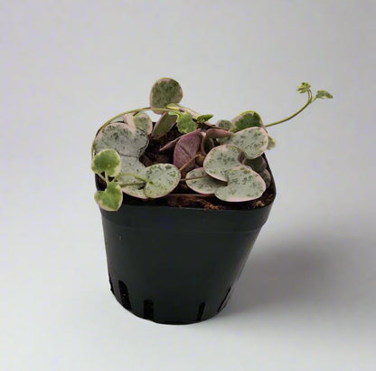 Ceropegia Variegated Baby Plant | String of Hearts | 5cm pot