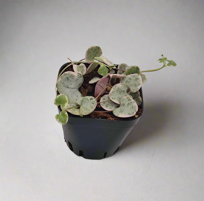 Ceropegia Variegated Baby Plant | String of Hearts | 5cm pot