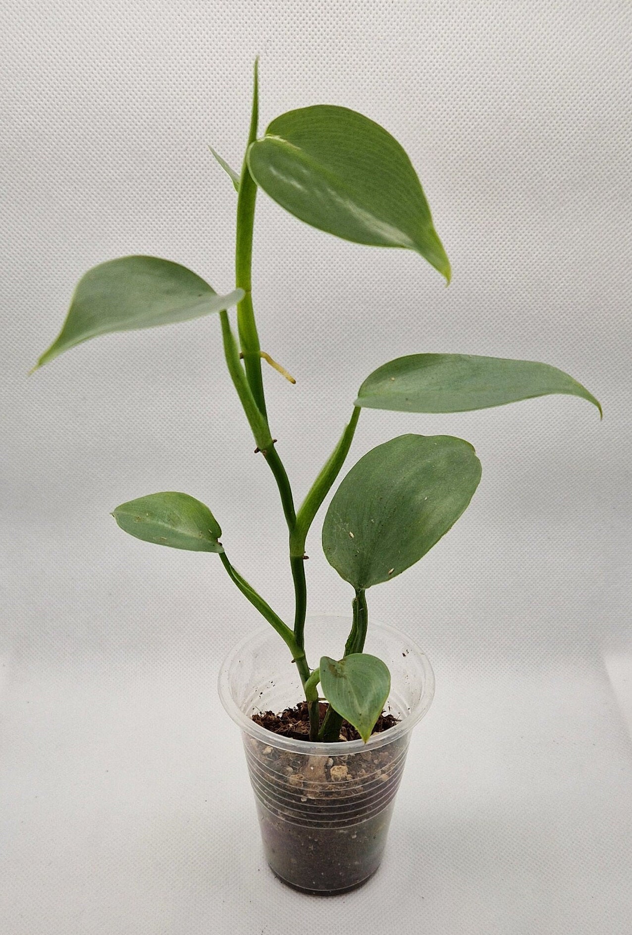 Philodendron Hastatum 'Silver Sword' Baby Plant | Perfect Houseplant