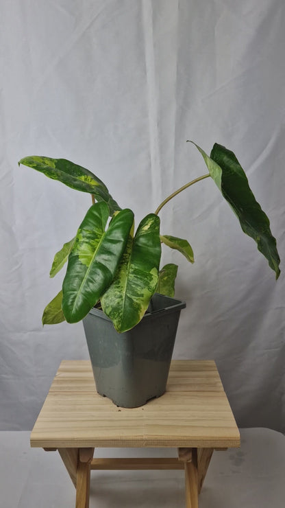 Philodendron Burle Marx Variegated - Plant B